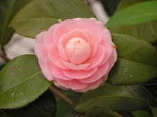 Enlarge photo 37
