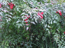 Enlarge photo 41