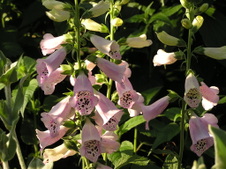 Enlarge photo 34