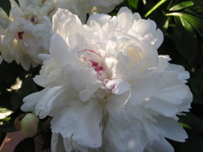 Enlarge photo 35