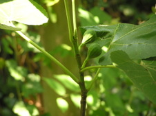 Enlarge photo 110