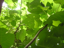 Enlarge photo 109