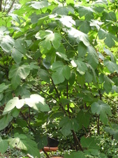 Enlarge photo 108