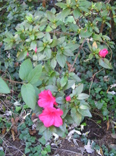 Enlarge photo 103