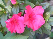 Enlarge photo 104