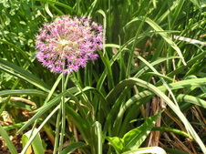 Enlarge photo 72