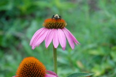 Enlarge photo 111