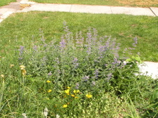 Enlarge photo 73