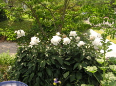 Enlarge photo 74