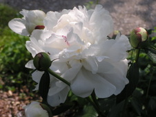 Enlarge photo 75