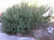 Enlarge photo 31