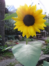 Enlarge photo 15
