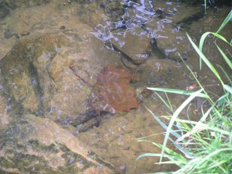 Enlarge photo 11