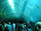 Georgia Aquarium