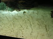 Enlarge photo 59