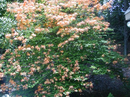Enlarge photo 35