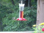 Hummingbirds Etc.