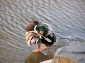 Enlarge photo 26