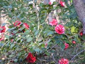 Enlarge photo 25