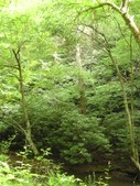 Enlarge photo 37