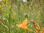 Enlarge photo 51