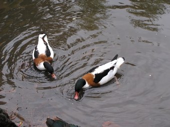 Enlarge photo 10