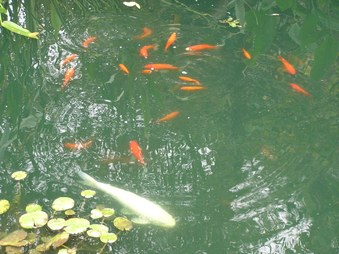 Enlarge photo 15