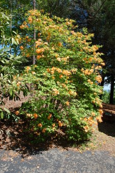 Enlarge photo 59