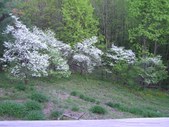 Enlarge photo 79