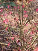 Enlarge photo 62