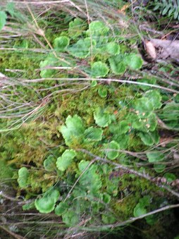 Enlarge photo 16