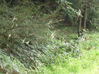 Enlarge photo 12