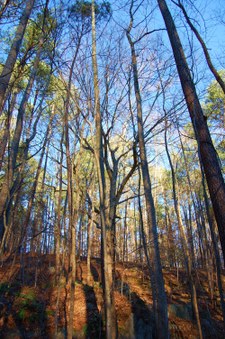 Enlarge photo 47