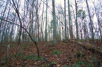 Enlarge photo 53
