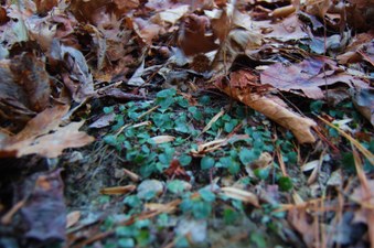 Enlarge photo 52