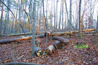 Enlarge photo 55