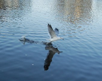 Enlarge photo 36