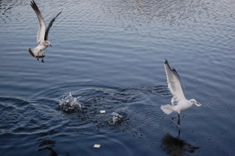 Enlarge photo 38