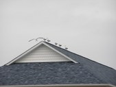 Enlarge photo 33
