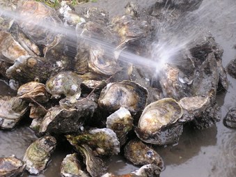 Oyster Roast Weekend 2008
