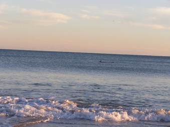 Enlarge photo 44