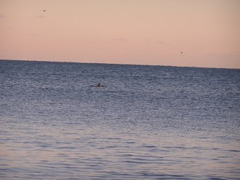 Enlarge photo 45