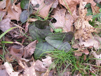 Enlarge photo 51