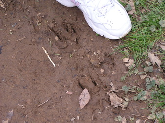 Enlarge photo 53