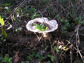 Enlarge photo 10