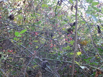 Enlarge photo 11