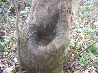 Enlarge photo 24