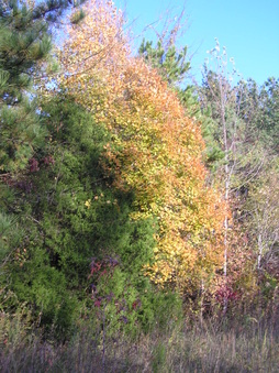 Enlarge photo 36