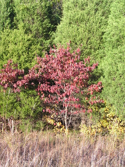 Enlarge photo 37