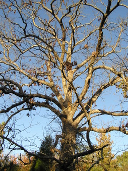 Enlarge photo 38